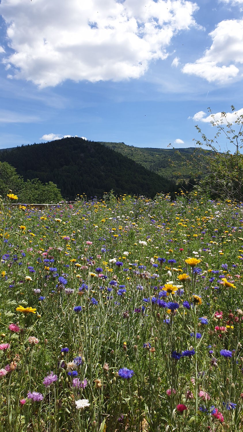 Fleurs des champs