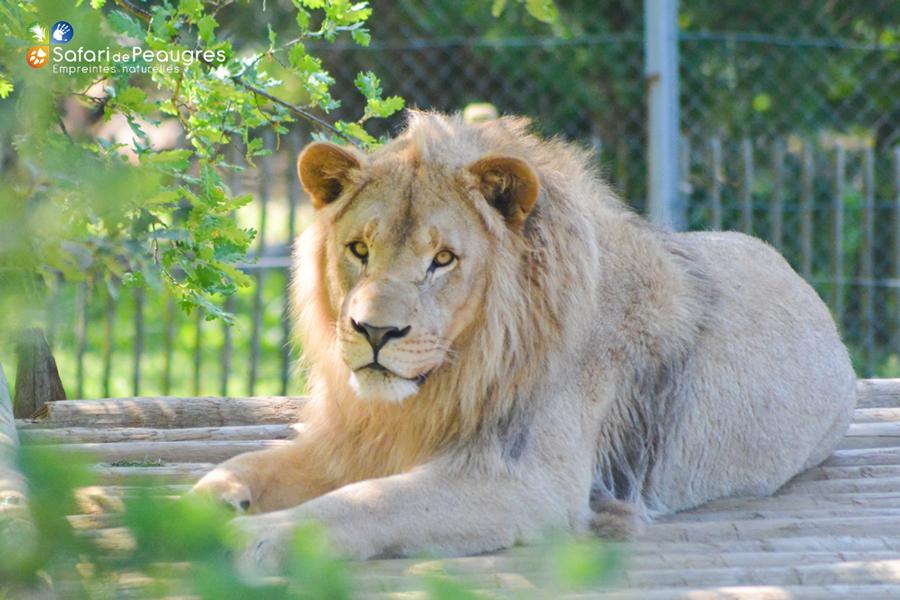 Safari de Peaugres